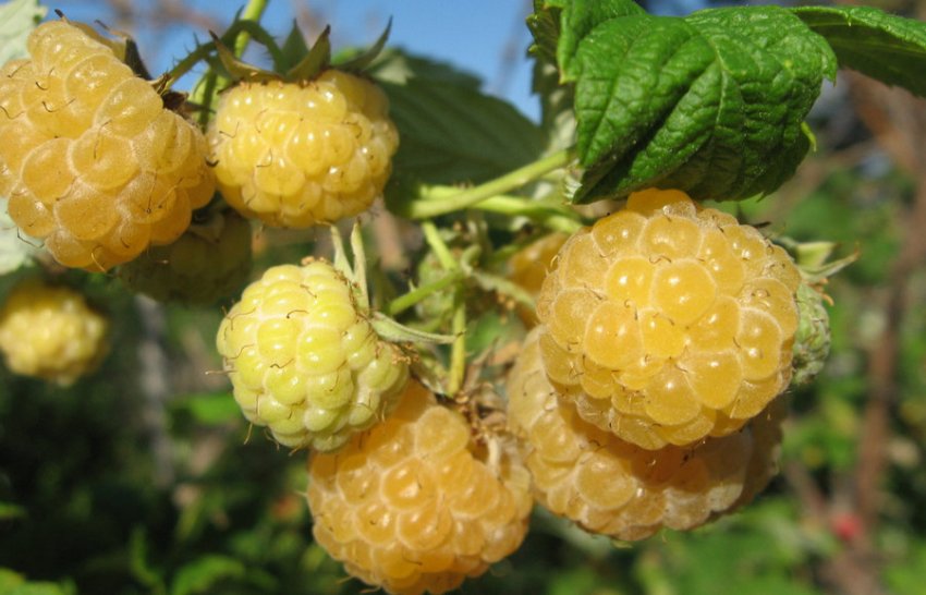 малина Сластьона жовта малина Сластьона жовта
