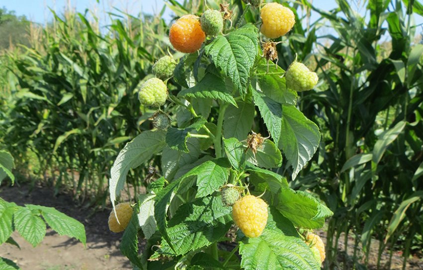 Малина Ярославна Малина Ярославна