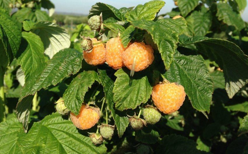 Малина Фолголд Малина Фолголд