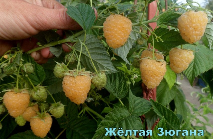 Малина Зюгана Малина Зюгана