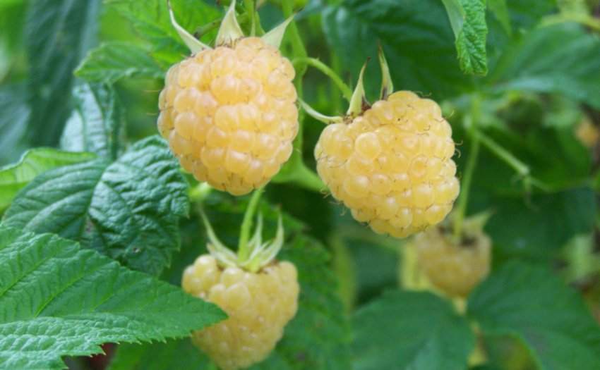 Малина Анна Малина Анна