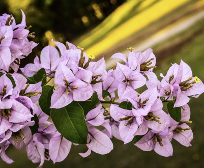 Догляд та розмноження бугенвиллии в домашніх умовах