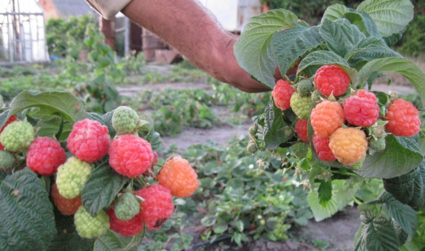 Малина Злата Есенна Малина Злата Есенна