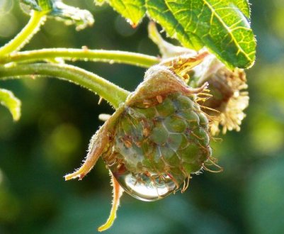 Як правильно поливати малину: види, способи, глибина, частота