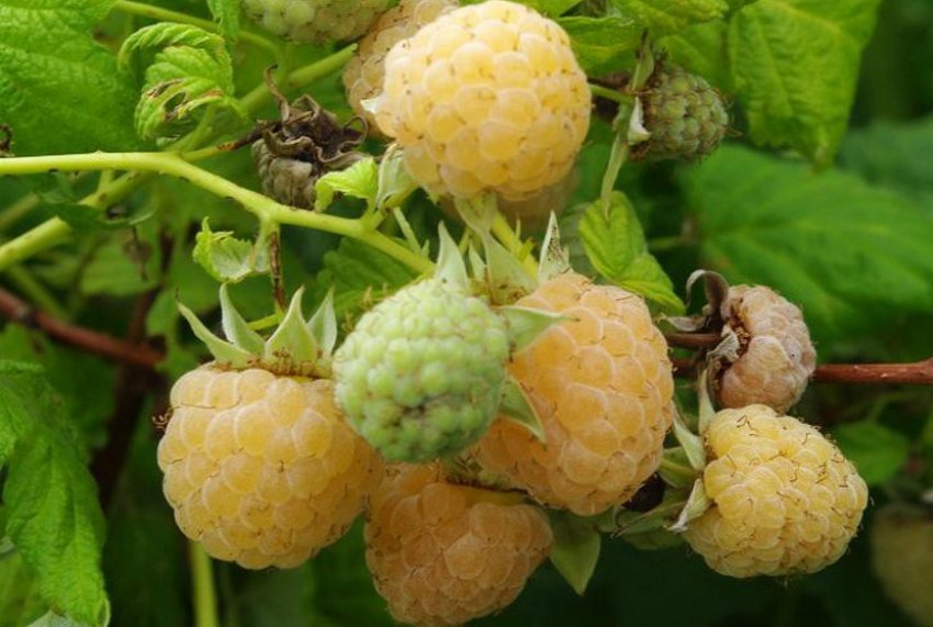 малина Челябінська жовта малина Челябінська жовта