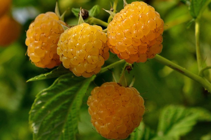 Малина Золотий вересень Малина Золотий вересень