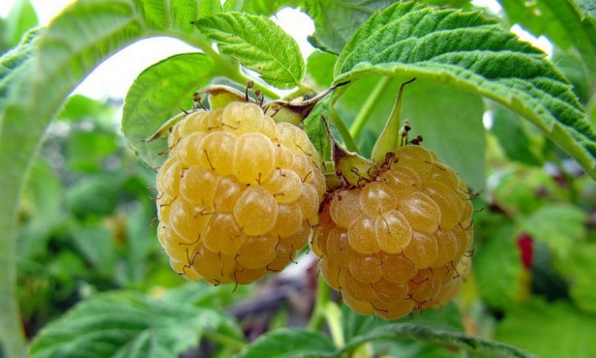 Малина Ананасова Вигорова Малина Ананасова Вигорова