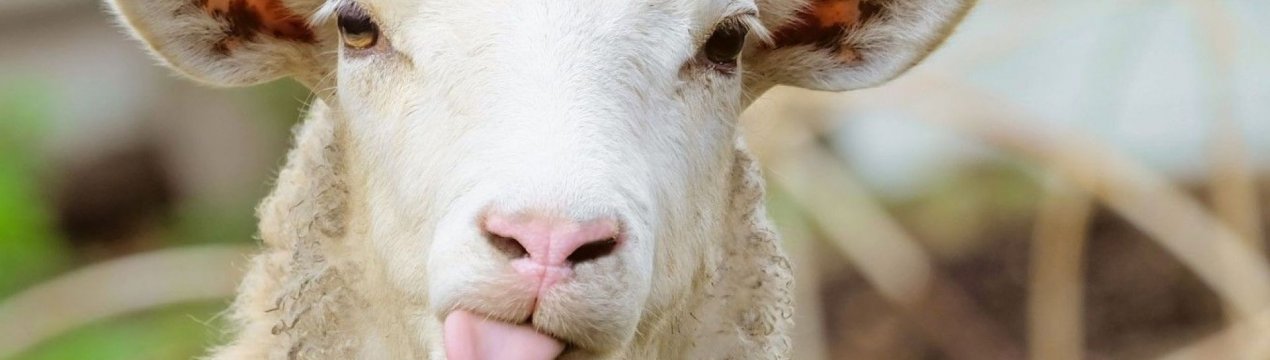 Як правильно утримувати козу взимку