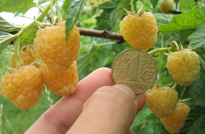 Малина Жовток Малина Жовток