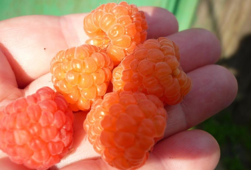 Малина Валентина Малина Валентина