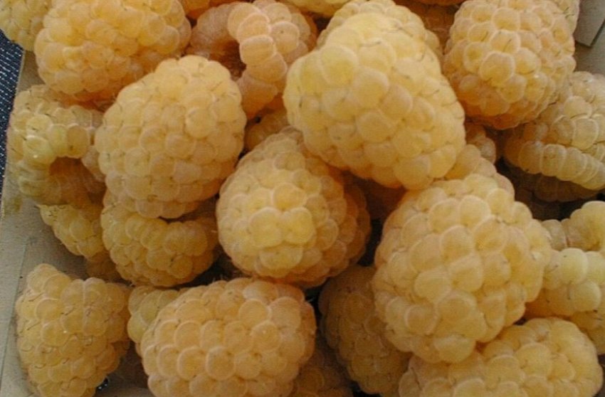 Малина Медова Малина Медова