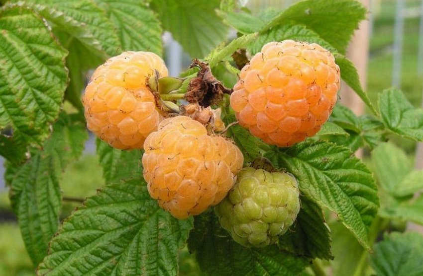 Малина Золота королева Малина Золота королева