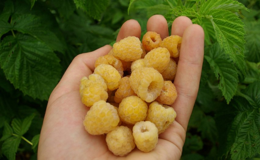 Збір врожаю малини Збір врожаю малини