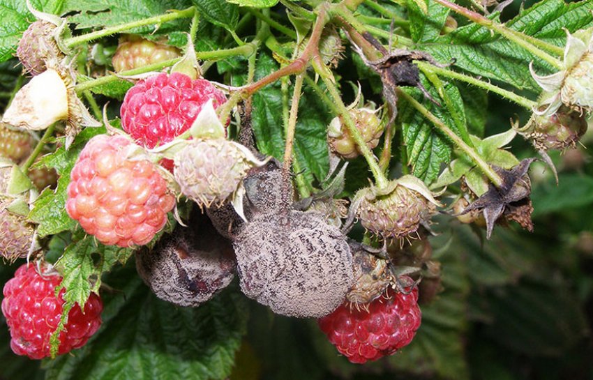 Сіра гниль на плодах малини Сіра гниль на плодах малини