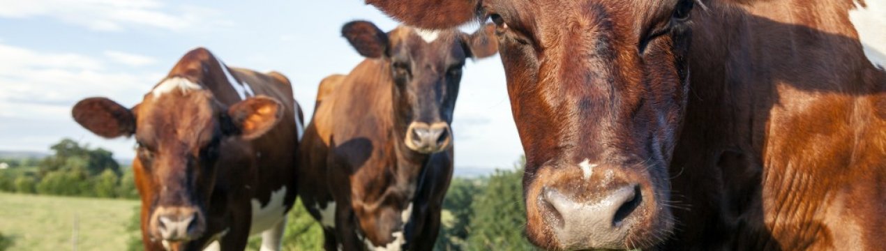 Айрширська порода корів: опис, догляд і годування