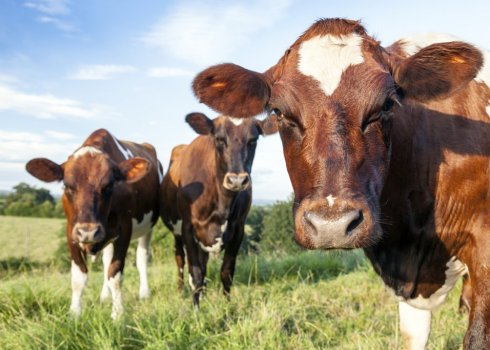 Айрширская порода коров: описание, уход и кормление