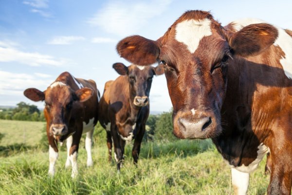 Айрширская порода коров — характеристика и описание