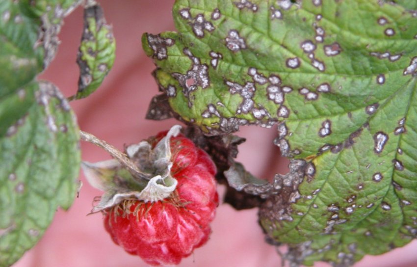 біла Плямистість на малині біла Плямистість на малині