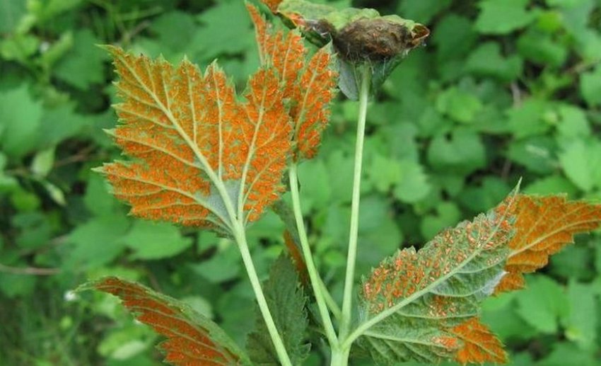 Іржа на листках малини Іржа на листках малини