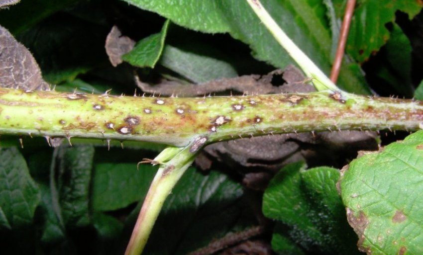 Антракноз малини Антракноз малини