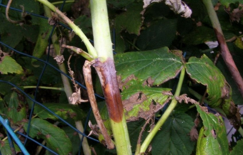 пурпурова Плямистість на малині пурпурова Плямистість на малині