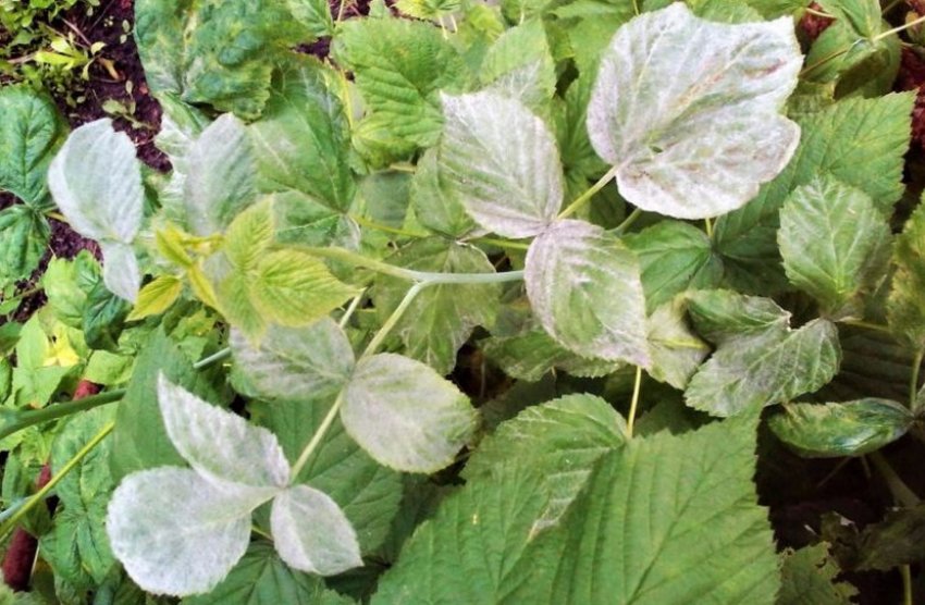 Борошниста роса на листі малини Борошниста роса на листі малини