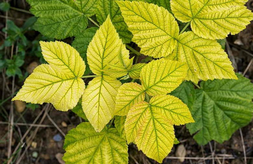 Хлороз листя малини Хлороз листя малини