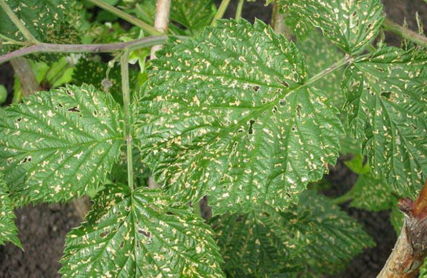 Мозаїка на листках малини Мозаїка на листках малини