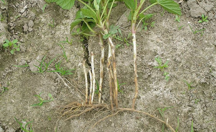 Переростання малини Переростання малини