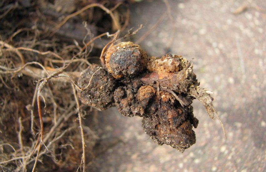 Рак коренів малини Рак коренів малини