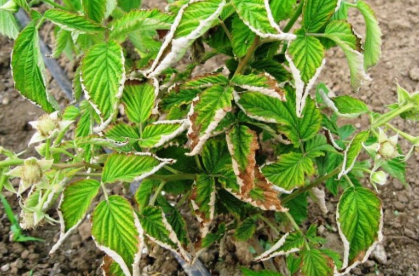 Курчавість листя малини Курчавість листя малини