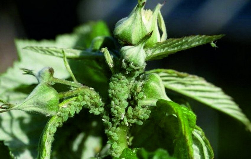 Попелиця на листках малини Попелиця на листках малини