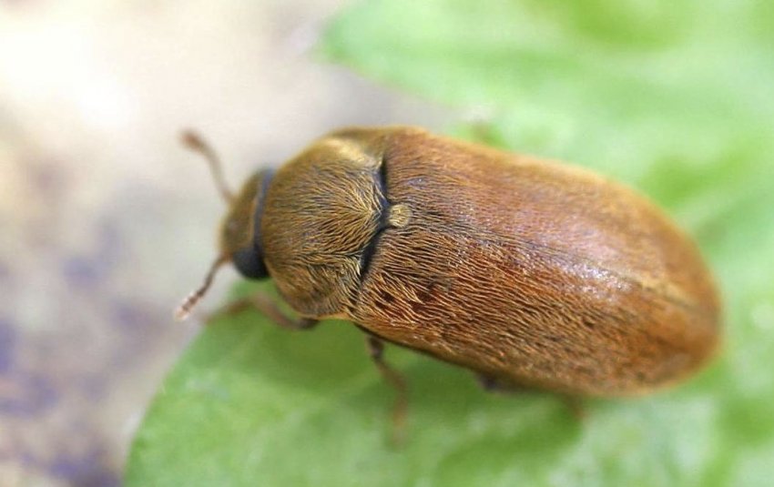 Малиновий жук Малиновий жук