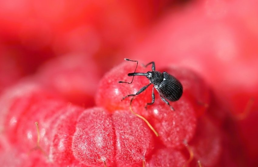 Малиново-суничний жук Малиново-суничний жук