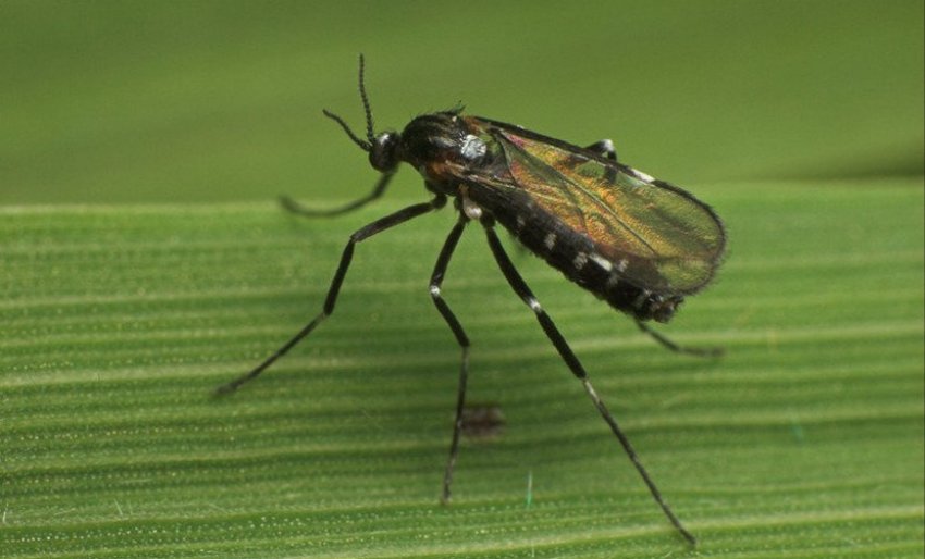 Малинная галиця побеговая Малинная галиця побеговая