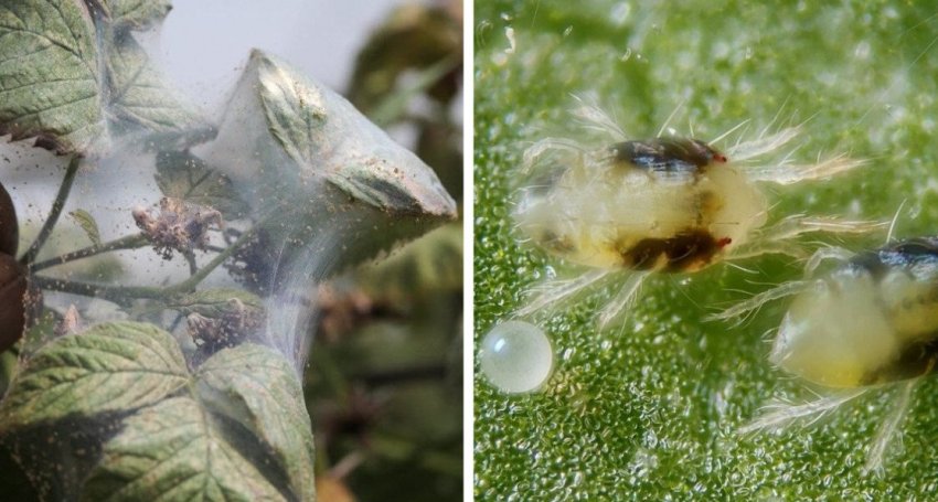 Кліщі на малині Кліщі на малині