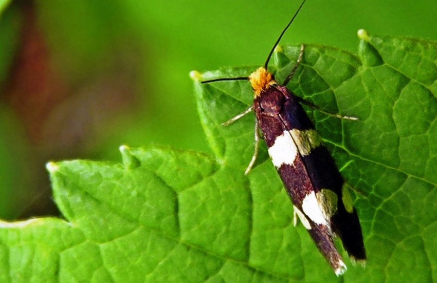 Моль на малині Моль на малині