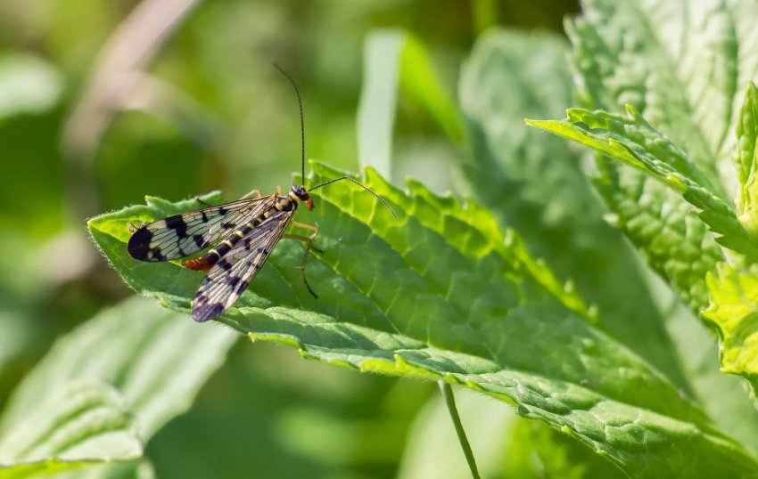 Стеблова малинная муха Стеблова малинная муха