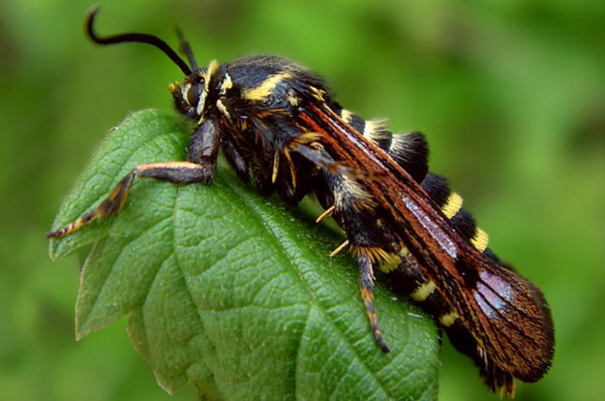 Стеклянница на малині Стеклянница на малині