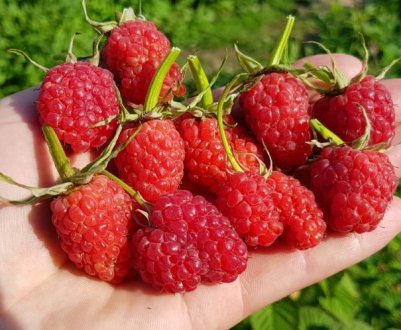 Малина Маросейка: характеристика, особливості вирощування