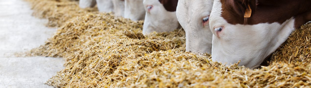 Рязанські аграрії подарують кожній корові по 28 центнерів корми