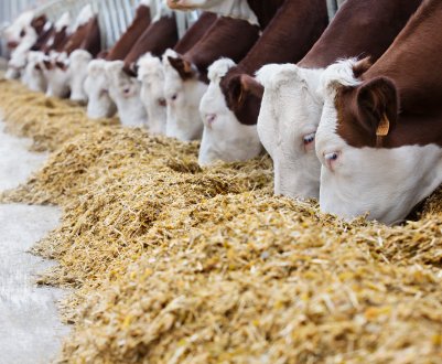 Рязанські аграрії подарують кожній корові по 28 центнерів корми