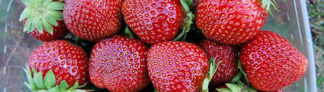 Полуничні поля Підмосков'я вже випустили на ринок 55 тонн ягід