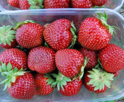 Полуничні поля Підмосков'я вже випустили на ринок 55 тонн ягід