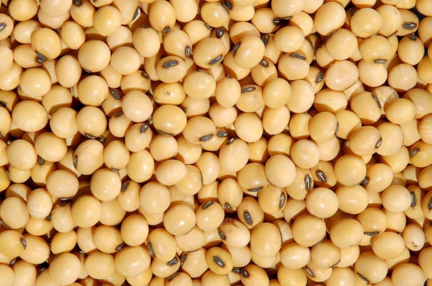 Звіт Міністерства сільського господарства США по кукурудзі та сої