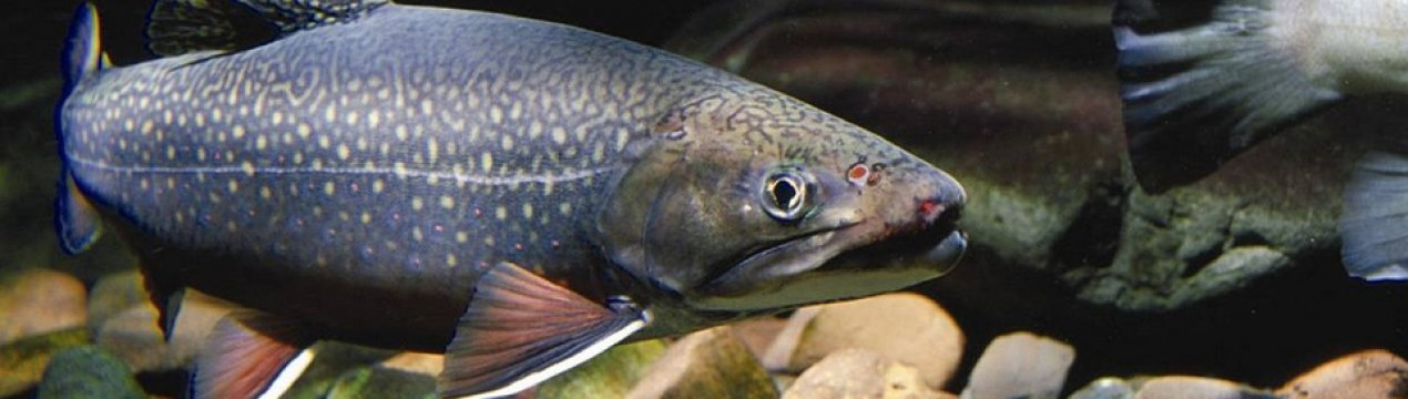 Закарпатське форелеве господарство пропонує туристам незвичайний відпочинок