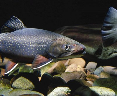 Закарпатське форелеве господарство пропонує туристам незвичайний відпочинок