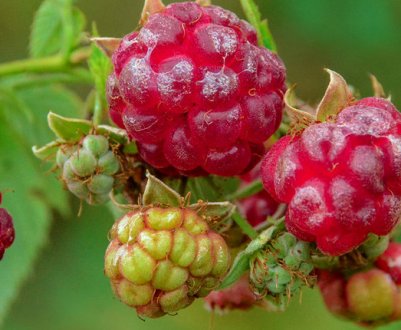 Малина лісова дика: ботанічний опис, застосування