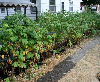 Осіння пересадка малини: вибір місця, садивного матеріалу