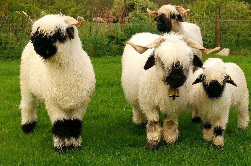 В Шотландії на тендер виставлений орендний договір на гірські вівчарські ферми В Шотландії на тендер виставлений орендний договір на гірські вівчарські ферми